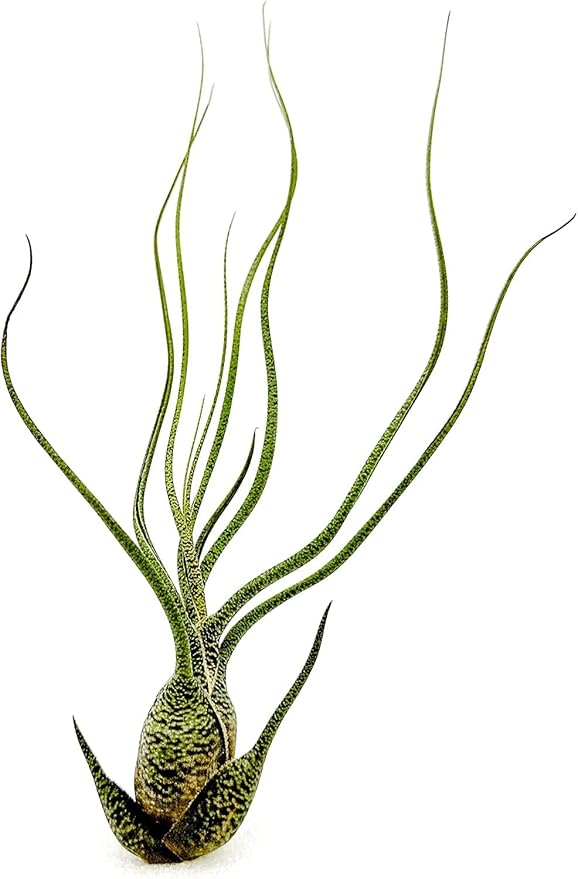 Live Air Plants - Tillandsia Butzii, Jumbo 7-9" - 2ct - Live Arrival Guaranteed - House Plants for Home Decor & Gift