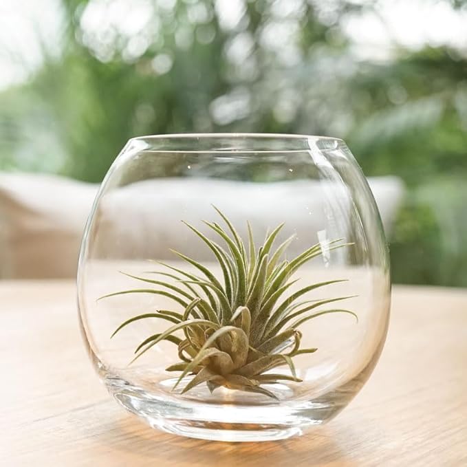 Shop Succulents Ionantha Tillandsia Air Plants, Assorted Mini Live Indoor Plants for Home Decor & Gifts, Low Maintenance, Natural Air Purifier, Hanging Plants, Favors, Terrarium Plants, Pack of 100