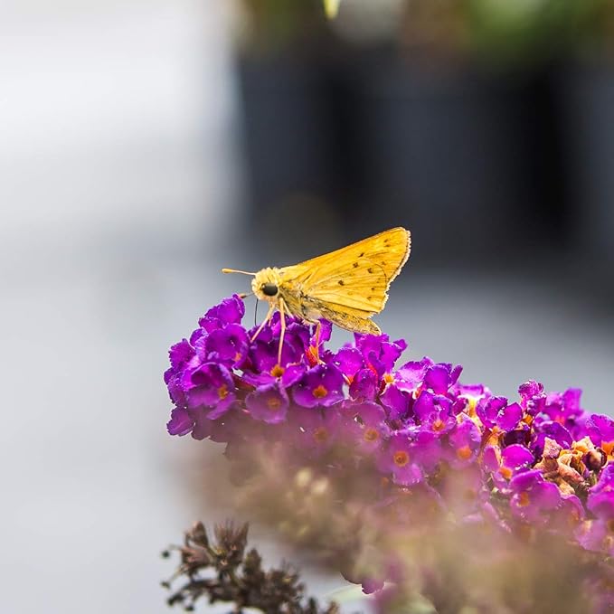 PERFECT PLANTS Black Knight Butterfly Shrub 3 Gallon | Live Bush for Outdoor Planting | Attracting Pollinators Like Butterflies, Bees, and Hummingbirds | Beautiful Dark Purple Flowers in Summer