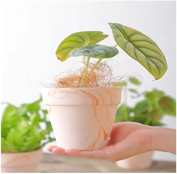 Random Mood Macchiato Terracotta Plant Pots – Handmade 6-Inch Clay Ceramic Flower Pots with Drainage Holes, Set of 3 – Ideal for Indoor & Outdoor Orchids