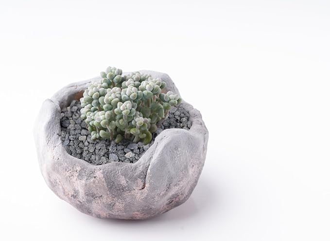 5lb Black Horticultural Lava Rock Soil Additive for Cacti, Vase Fillers, Succulents and Terrarium Plants - No Dyes or Chemicals - 100% Pure Volcanic Rock