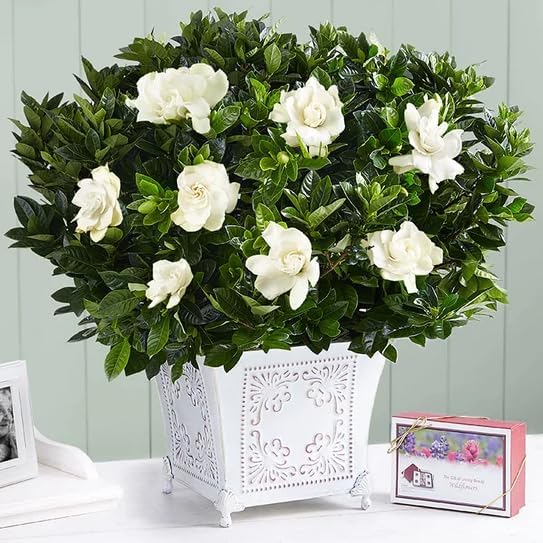 Gardenia Veitchii - Everblooming - Gardenia Jasminoides. Fragrant Evergreen Shrub with Glossy Foliage and Pure White Blooms, Perfect for Pots, Borders, or Gardens (2 Gardenia Veitchii Plants in Cup)