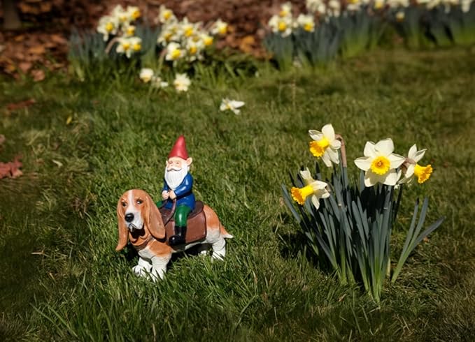 Funny Guy Mugs Gnome Riding A Basset Hound - Funny Garden Gnomes Gifts for Women - Garden Gnomes for Outdoors - Gifts for Dog Lovers - Indoor/Outdoor Garden Gnome Sculpture for Patio, Yard or Lawn