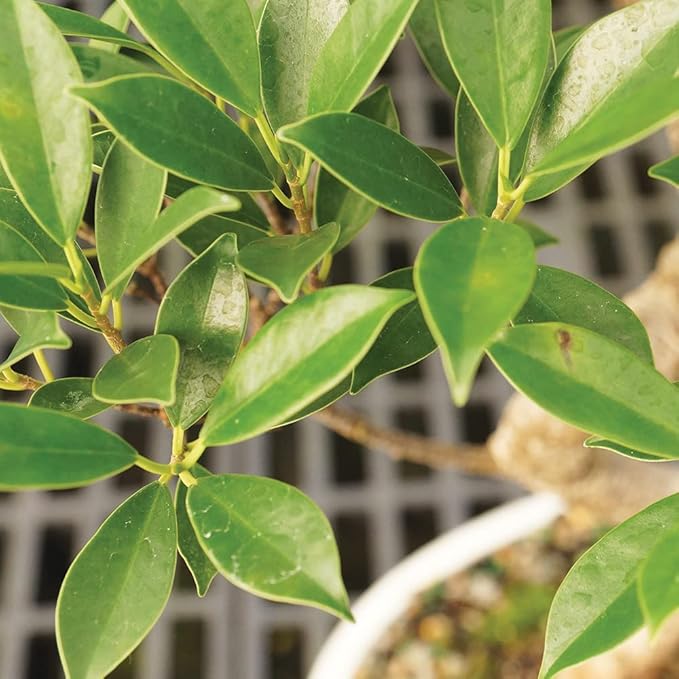 Brussel's Bonsai Live Golden Gate Ficus Indoor Bonsai Tree - Medium, 7 Years, 8 to 16 In - Live Bonsai Tree in Ceramic Bonsai Pot and Humidity Tray