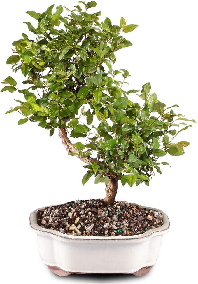 Brussel's Bonsai Live Chinese Sweet Plum Bonsai Tree - 5 Years, 6 to 10 in - Indoor Bonsai in Ceramic Bonsai Pot
