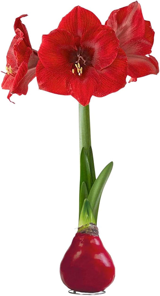 Waxed Amaryllis Bulb - Red - Easy Care, No Watering Needed - Beautiful Live Décor - Valentine's Day Special!