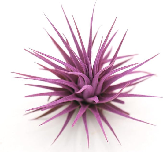 Live Extra Large Tillandsia Ionantha Guatemala Colorful Air Plant 3+ inch Enhanced Color Easy Care Indoor Outdoor Home Decor Gift Airplant by Awesome Industries (Lavender XL)
