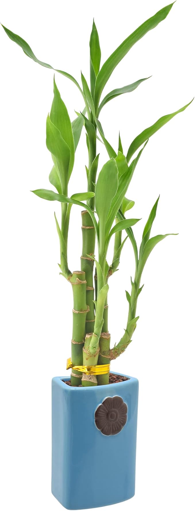 Arcadia Garden Products 5-Stem Lucky Bamboo, Live Indoor Plant in Contour II Ceramic Planter for Home, Work, or Gift, Blue ***Cannot Ship to Hawaii***