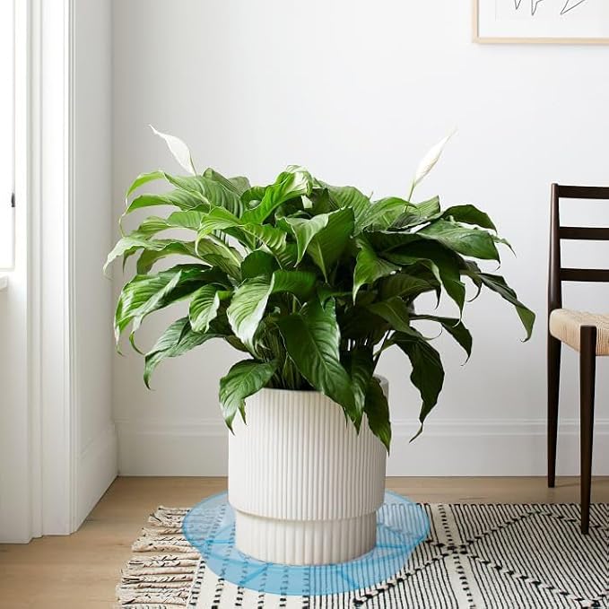 6 Pack Plant Saucer Drip Tray 16 inch, Potting Trays for Plants, Heavy Sturdy Plastic Planter Flower Pot Saucers for Indoor Outdoor Garden, Plant Water Drip Trays for pots (16", Blue)