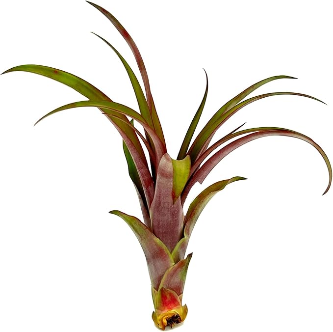 Air Plants - Tillandsia Red Capitata, Large 5-7” - 1ct - Live Arrival Guaranteed - House Plants for Home Decor & Gift