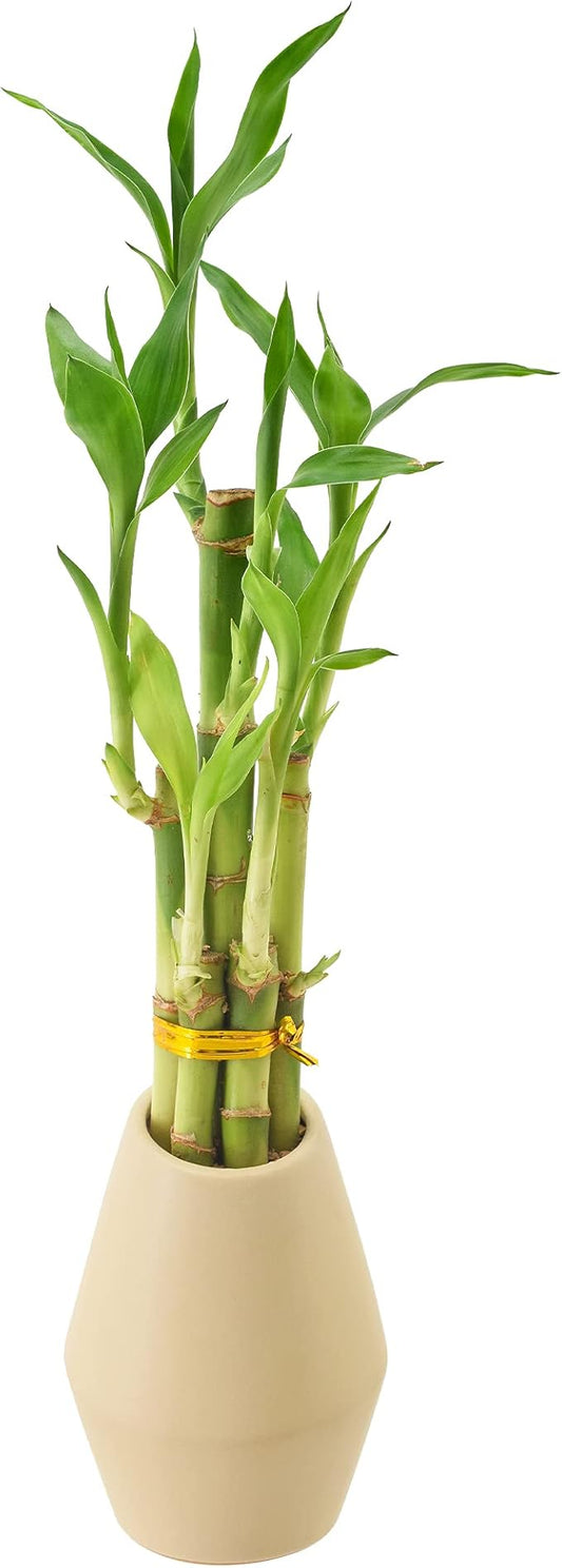 Arcadia Garden Products 5-Stem Lucky Bamboo, Live Indoor Plant in Dimension II Ceramic Planter for Home, Work, or Gift, Tan ***Cannot Ship to Hawaii***