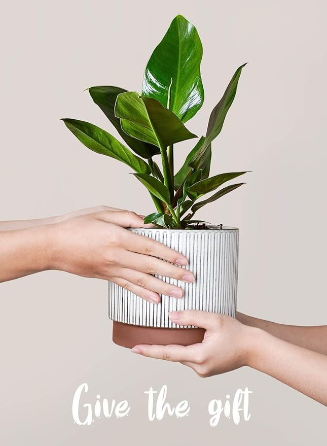 LE TAUCI Ceramic Plant Pots with Drainage Holes, Set of 3, 8+6.7+5.5 Inch Stripe Garden Planter Pots for Outdoor Indoor Plants Flower, Round Succulent Orchid Flower Pot, Reactive Glaze White