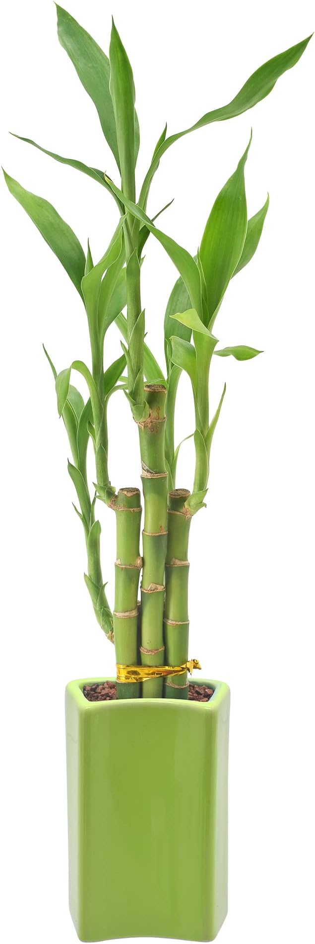 Arcadia Garden Products 5-Stem Lucky Bamboo, Live Indoor Plant in Contour II Ceramic Planter for Home, Work, or Gift, Green ***Cannot Ship to Hawaii***