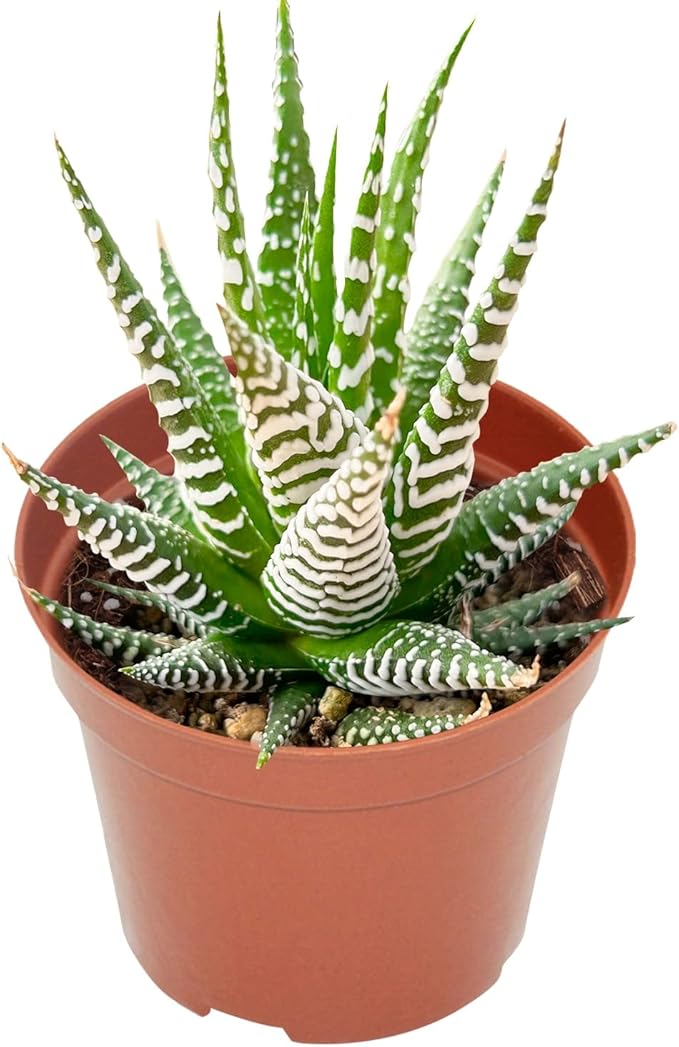 Live Succulents Haworthia fasciata 'Big Band' (4-inch), Succulent Plants Fully Rooted in Pots with Soil, Easy-Care House Plant for DIY, Home Office Decor, Wedding Party Favor