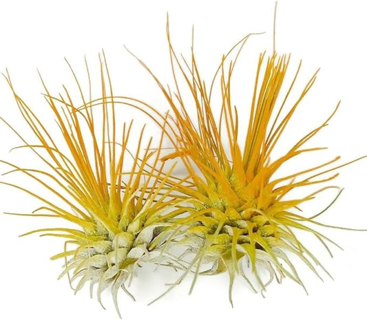 Thin Air Plant, Guatemala Tillandsia Live Airplant, Healthy Arrival Guaranteed, Great Indoor Plant, Home Decor & Gift (2 Orange)