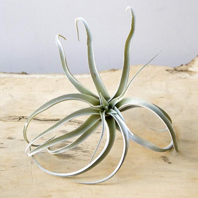 CHIVE Artificial Air Plants — Bulk Set of 5, Large — Ultra Realistic Fake Tillandsia Bromeliad Plants — Decorative Faux Succulents for Home & Office Decor — No Care Needed!
