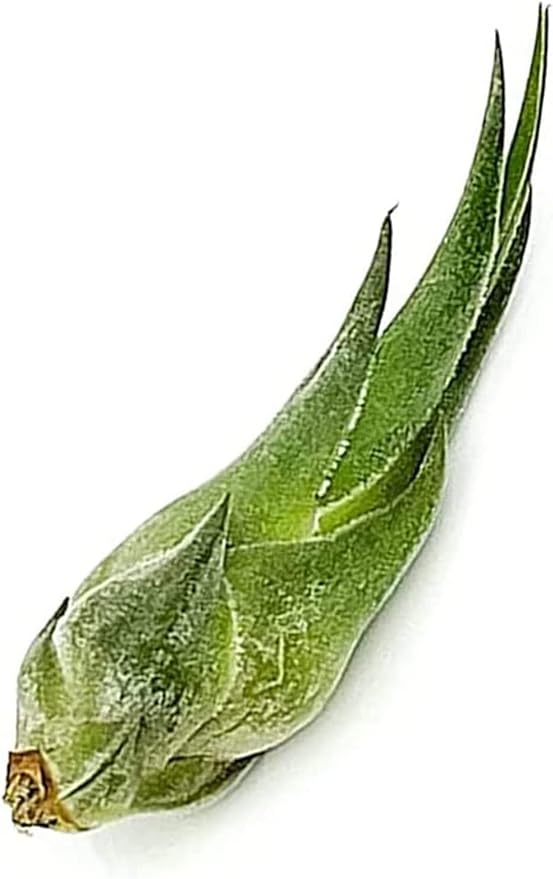 Air Plants - Tillandsia Seleriana, Large 4-6" - 5ct - Live Arrival Guaranteed - House Plants for Home Decor & Gift