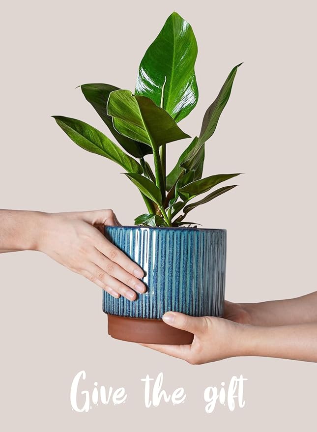 LE TAUCI Ceramic Plant Pots with Drainage Holes, Set of 3, 8+6.7+5.5 Inch Stripe Garden Planter Pots for Outdoor Indoor Plants Flower, Round Succulent Orchid Flower Pot, Reactive Glaze Black