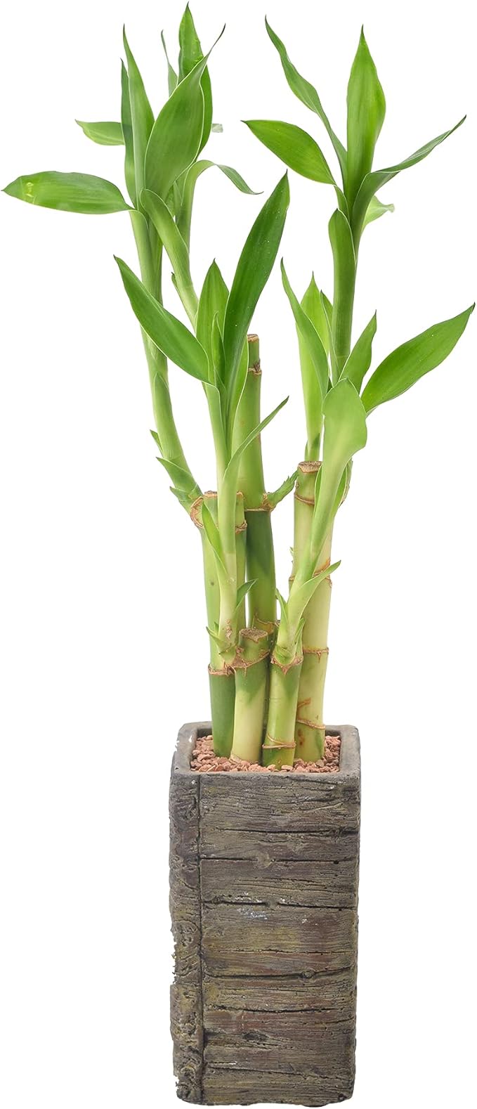 Arcadia Garden Products LV25 5-Stem Lucky Bamboo, Live Indoor Plant in Aged Wood Planter for Home, Work, or Gift, Dark ***Cannot Ship to Hawaii**