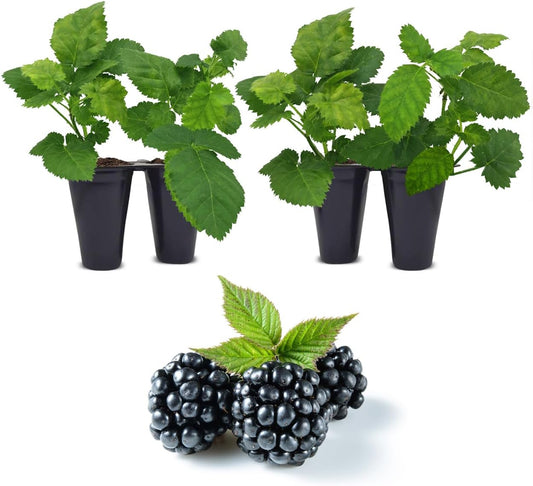 BlackBerry Thorny Plants Kiowa (4 Pack) Live for Sale | Easy to Grow Plants | Edible Fruit Plant for Sustainable Living | Grow Your own Food on Your Organic Garden | Live for Planting |