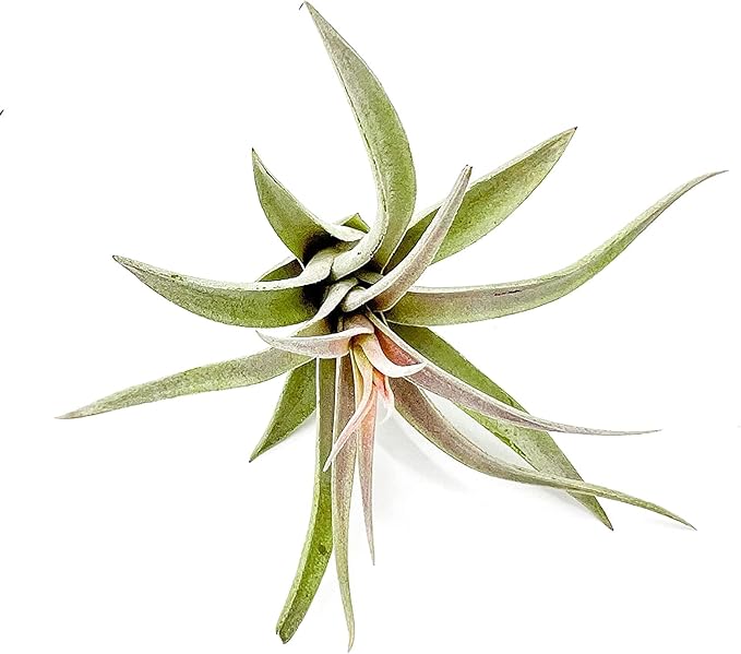 Air Plants - Flowering Tillandsia Harrisii, Large 3-5" - 5ct - Live Arrival Guaranteed - House Plants for Home Decor & Gift