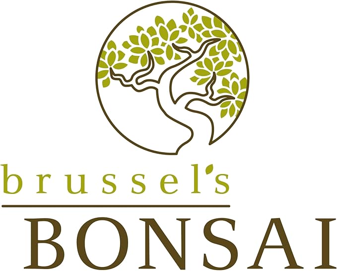 Brussel's Bonsai Live Golden Gate Ficus Indoor Bonsai Tree - Medium, 7 Years, 8 to 16 In - Live Bonsai Tree in Ceramic Bonsai Pot and Humidity Tray