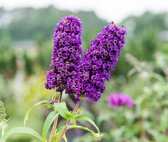 PERFECT PLANTS Black Knight Butterfly Shrub 3 Gallon | Live Bush for Outdoor Planting | Attracting Pollinators Like Butterflies, Bees, and Hummingbirds | Beautiful Dark Purple Flowers in Summer