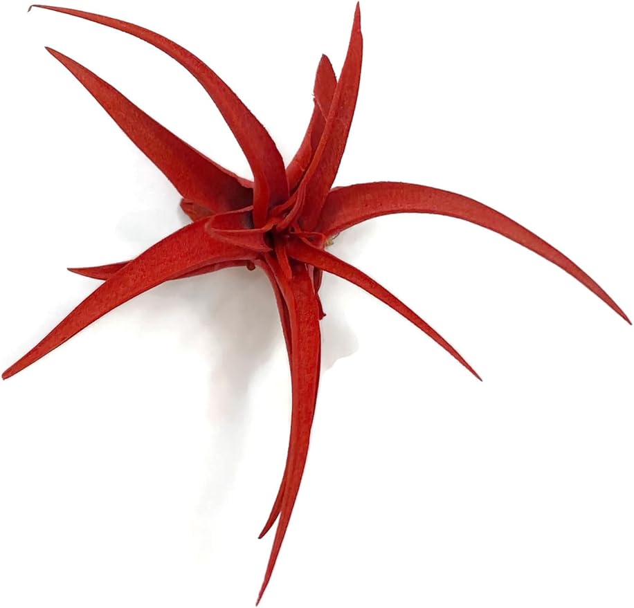 Colored Capitata Air Plant, Tillandsia, Air Purification, House Plant, Home Decor & Gift, Live Plant (Red)