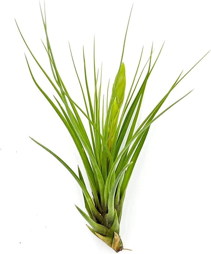 Air Plants - Flowering Tillandsia Melanocrater Tricolor, Large 5" - 3ct - Live Arrival Guaranteed - House Plants for Home Decor & Gift