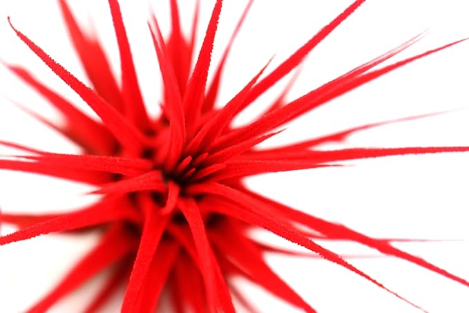 Live Extra Large Tillandsia Ionantha Guatemala Colorful Air Plant 3+ inch Enhanced Color Easy Care Indoor Outdoor Home Decor Gift Airplant by Awesome Industries (Red XL)