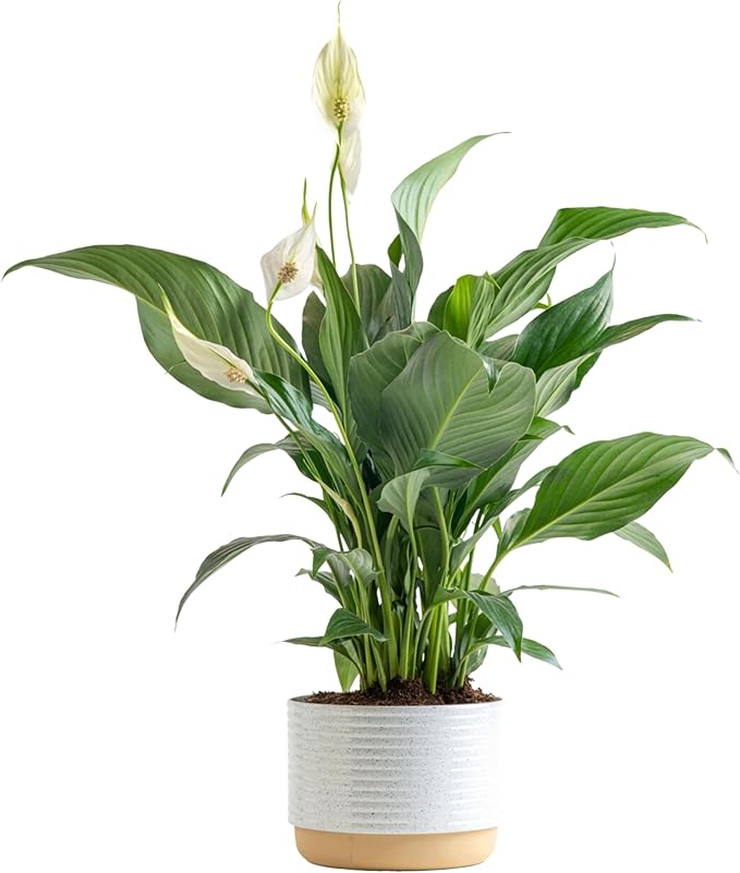 Costa Farms Peace Lily, Live Indoor Plant with Flowers, Easy to Grow Houseplant in Decorative Pot, Potting Soil, Thinking of You, Get Well Soon Gift, Room Decor, 1 Foot Tall