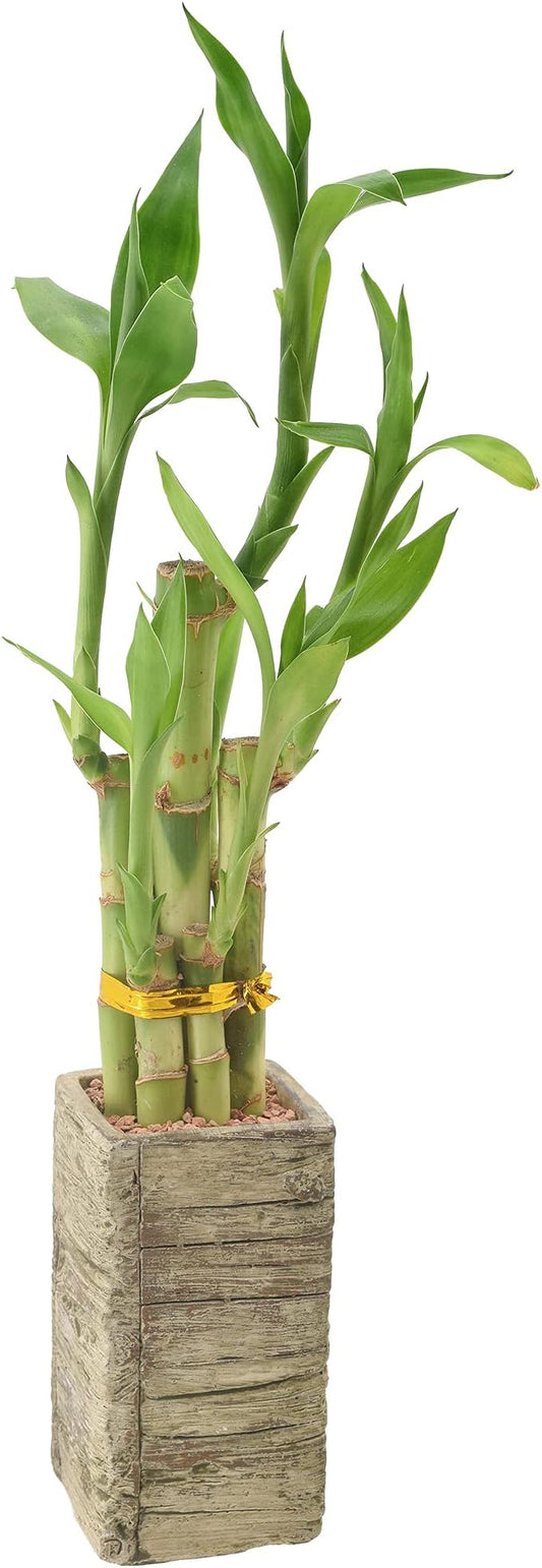 Arcadia Garden Products LV24 5-Stem Lucky Bamboo, Live Indoor Plant in Aged Wood Planter for Home, Work, or Gift, Medium ***Cannot Ship to Hawaii***