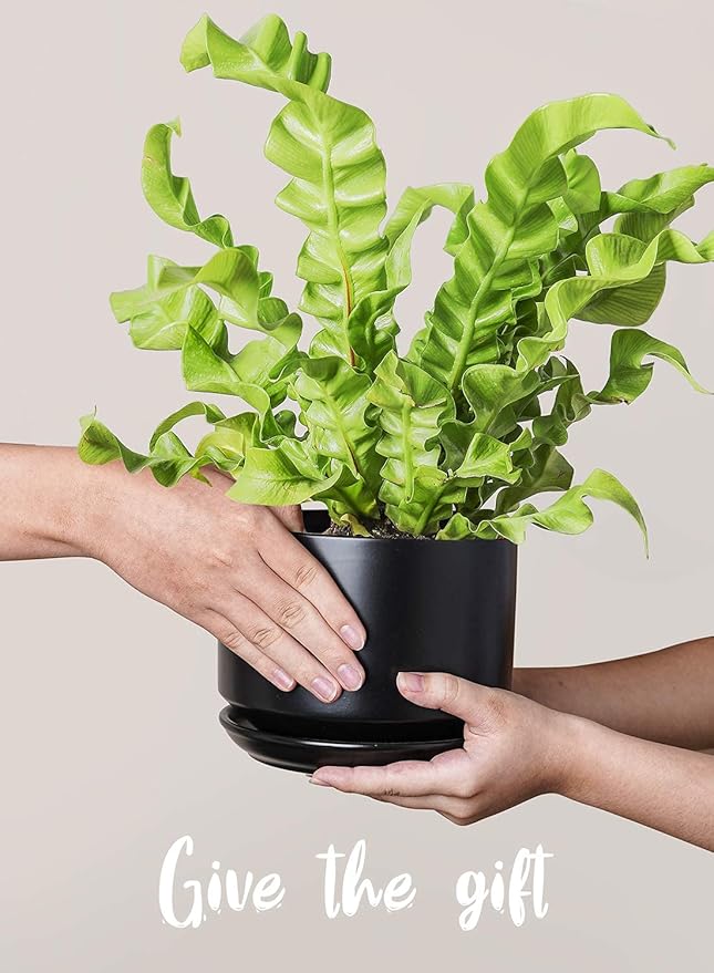 LE TAUCI Ceramic Plant Pots, 4.3+5.3+6.8 inch, Set of 3, Planters with Drainage Hole and Saucer, Indoor Flower Pot with Hole Mesh Pad, Gifts for Mom, Black