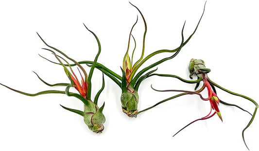 Air Plants - Flowering Tillandsia Bulbosa Guatemala, Large 3-5" - 3ct - Live Arrival Guaranteed - House Plants for Home Decor & Gift