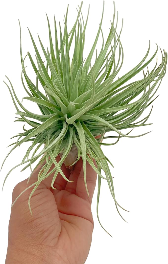 Air Plants - Flowering Tillandsia Rose BAER, Large 5" - 1ct - Live Arrival Guaranteed - House Plants for Home Decor & Gift
