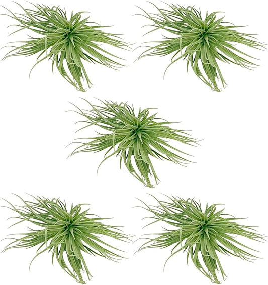 Air Plants - Flowering Tillandsia Rose BAER, Large 5" - 5ct - Live Arrival Guaranteed - House Plants for Home Decor & Gift