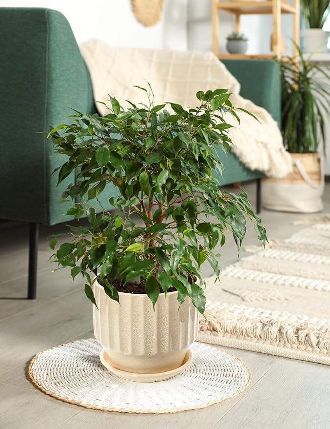 AISBUGUR Plant Pots 6 inch Set of 2 Ceramic Pots for Indoor Plants with Drainage Hole and Saucer Unique Crackle Glaze Design Garden Flower Pots Come with Drainage Nets, Creamy White