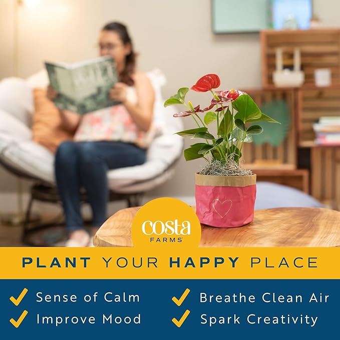 Costa Farms Bromeliad Live Plant, Live Indoor Flowering Plant, Houseplant Potted in Eco-Friendly Washable Paper Planter with Potting Soil Mix, Tabletop Room Decor, Grower's Choice, 12-Inches Tall