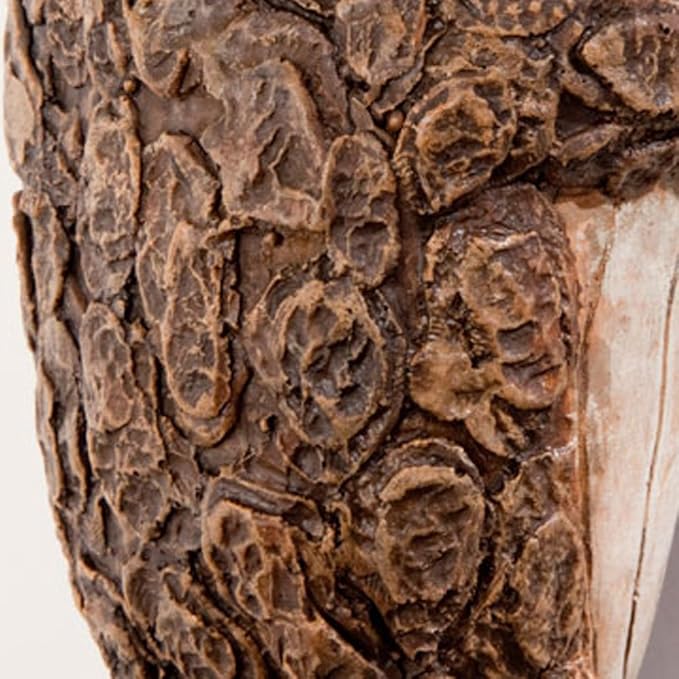 Bits and Pieces – Keep Quiet Frog Tree Peeker - Yard Decorations - Adorable Tree Sculpture - Garden Decoration - Garden Peeker Tree-Hugger Yard Art