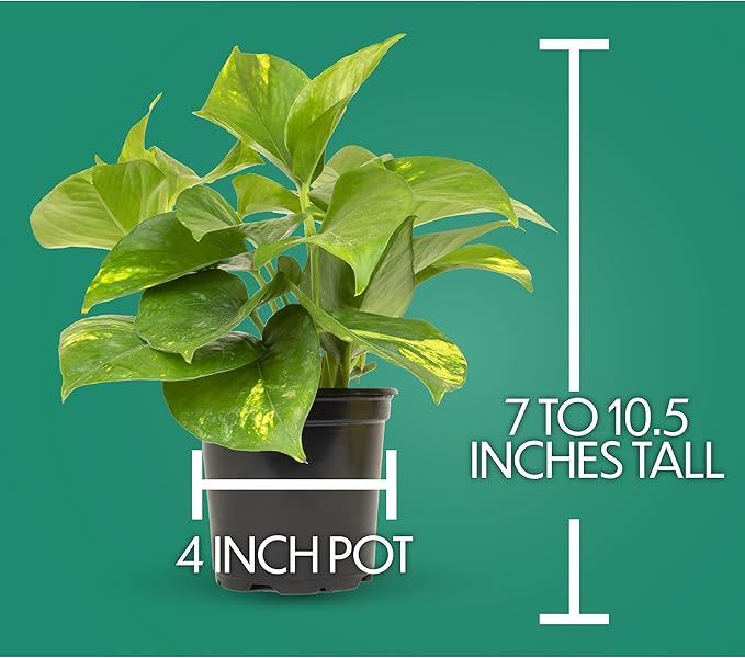 Essential Houseplant Collection (4PK) Live Plants Indoor Plants Live Houseplants in Plant Pots, Easy House Plants Indoors Live, Snake Plant, Pothos in Potting Soil, Clean Air Plants by Plants for Pets