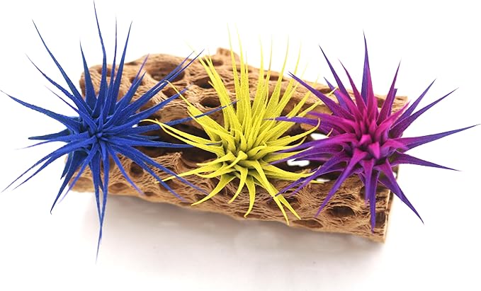 Dyed Tillandsia Ionantha Guatemala Enhanced Colored Colorful Air Plant Live Easy Care Indoor Outdoor Home Decor Gift Airplant by Awesome Industries Live Arrival Guaranteed (Deep Blue)