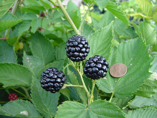BlackBerry Plants Natchez (4 Pack) Live for Sale | Easy to Grow Plants | Edible Fruit Plant for Sustainable Living | Grow Your own Food on Your Organic Garden | Live for Planting |