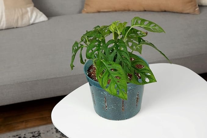 rePotme 8 inch Orchid Pot with Holes - 3 Pack of Slotted Orchid Pots (Crystal Clear) - All Purpose Planter for All Indoor Plants