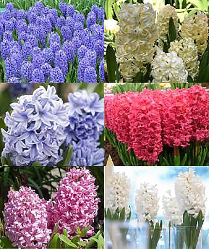 10 Aqua Hyacinth Bulbs - 16-17 cm, Beautiful Blue Blooms for Zones 4-10, Pre-Chilling Required for Zones 8-10 for Optimal Growth