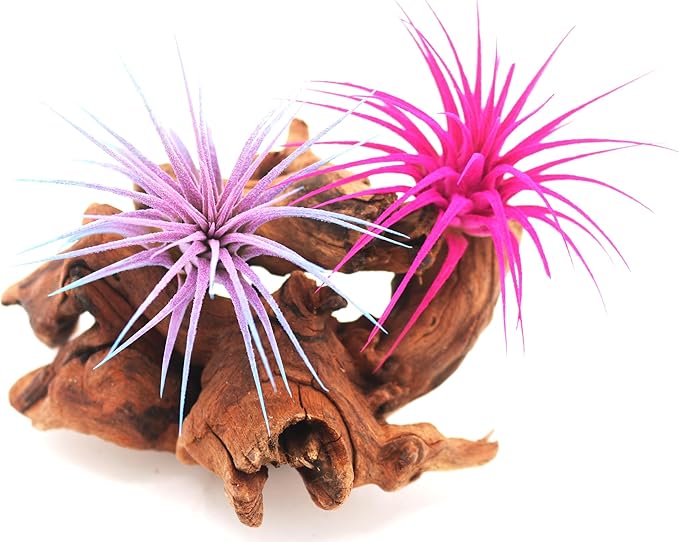 Dyed Tillandsia Ionantha Guatemala Enhanced Colored Colorful Air Plant Live Easy Care Indoor Outdoor Home Decor Gift Airplant by Awesome Industries Live Arrival Guaranteed (Pink)