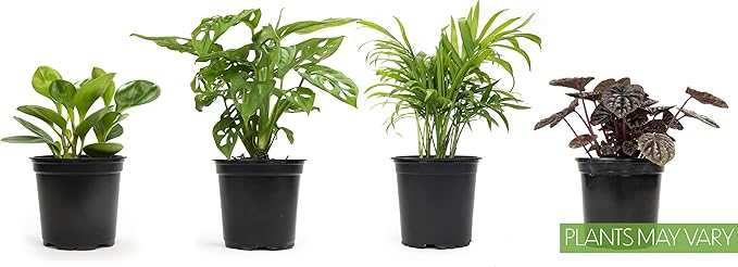 Altman Plants, Classic Houseplant Collection (4PK) Live Plants Indoor Plants Live Houseplants in Plant Pots, Easy House Plants Indoors Live, Snake Plant, Pothos in Potting Soil, Clean Air Plants