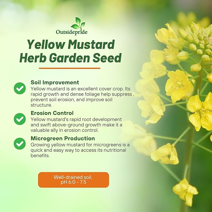 Outsidepride Yellow Mustard Seeds - 5000 Pcs Nutrient-Rich, Flavorful Annual Microgreen Seeds for Planting, Easy-to-Grow, Ideal for Indoor & Outdoor Cultivation, Soil & Hydroponic Systems