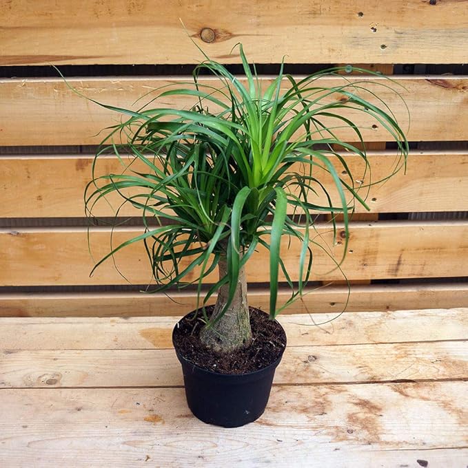 Ponytail Palm - 5 Live Plants in 6 Inch Growers Pots - Beaucarnea Recurvata - Beautiful Clean Air Indoor Succulent Houseplant