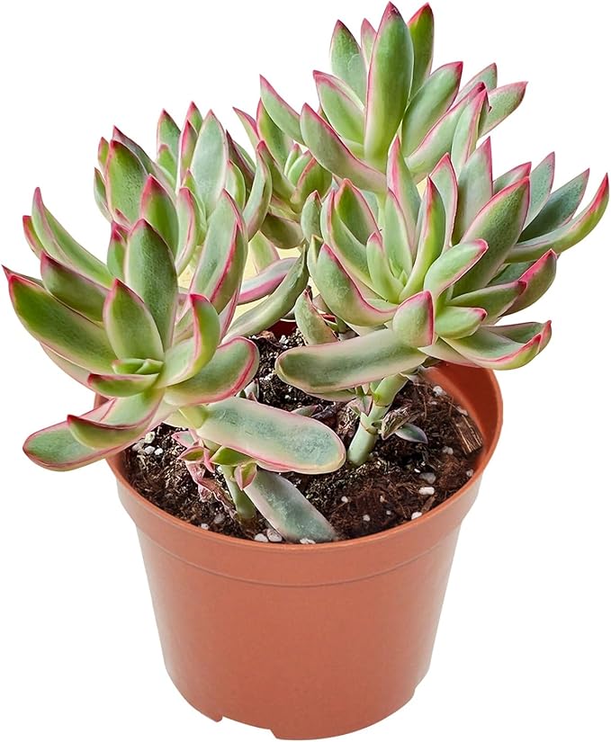 4-inch Succulent 'Candycane', Live Succulents Plants Fully Rooted in Pots with Soil, Easy-Care House Plants for DIY, Home Office Decoration
