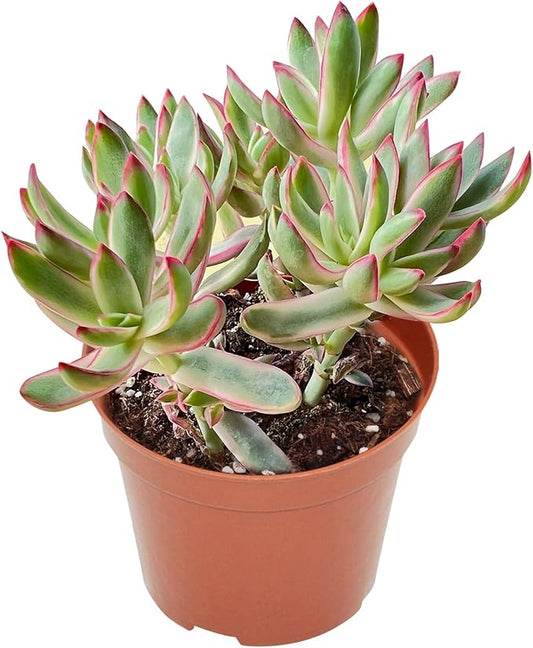 4-inch Succulent 'Candycane', Live Succulents Plants Fully Rooted in Pots with Soil, Easy-Care House Plants for DIY, Home Office Decoration